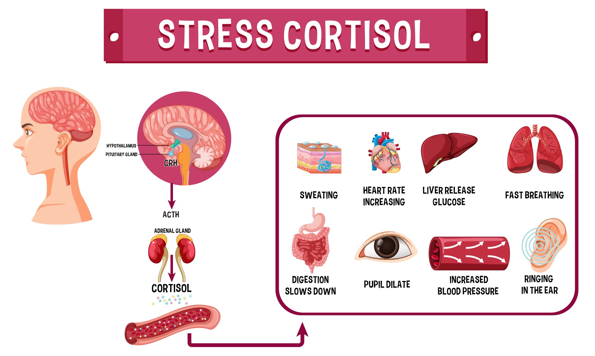 como-generamos-cortisol-estres